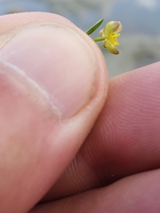 Ranunculus hyperboreus