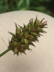 Carex leersii