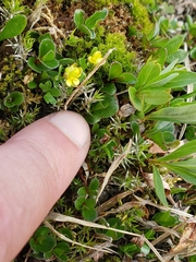 Ranunculus hyperboreus
