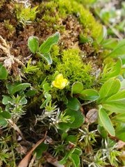 Ranunculus hyperboreus