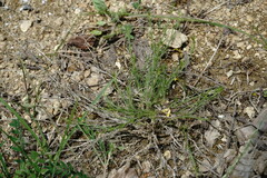 Asperula supina