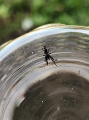 Poecilochroa