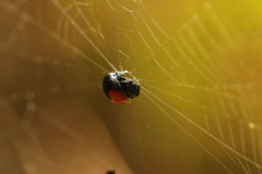 Isoxya penizoides