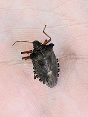 Pentatoma rufipes