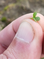 Ranunculus hyperboreus