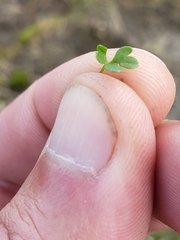 Ranunculus hyperboreus