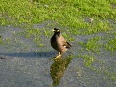 Acridotheres tristis