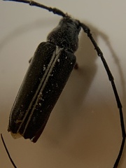 Plionoma suturalis