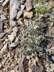 Astragalus calycosus calycosus