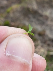 Ranunculus hyperboreus