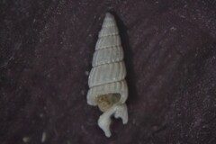 Turbonilla lactea