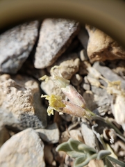 Astragalus calycosus calycosus