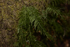 Abrodictyum caudatum