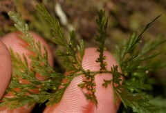 Abrodictyum caudatum