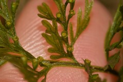 Abrodictyum caudatum