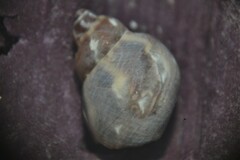 Tricolia pullus