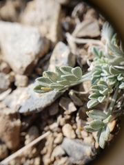 Astragalus calycosus calycosus
