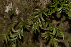 Tmesipteris truncata