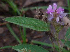 Uraria lagopodioides