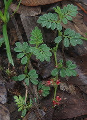 Indigofera linnaei