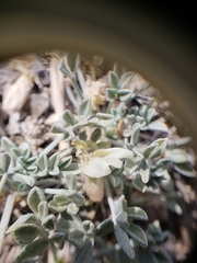 Astragalus calycosus calycosus