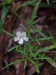 Ipomoea coptica