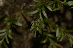 Tmesipteris truncata