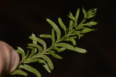 Tmesipteris truncata