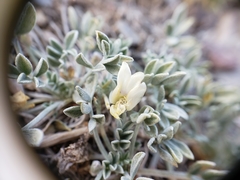 Astragalus calycosus calycosus