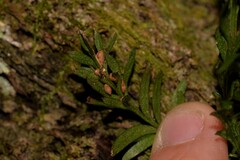Tmesipteris truncata