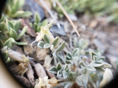 Astragalus calycosus calycosus