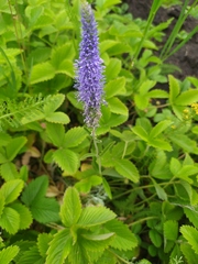 Veronica spicata bashkiriensis