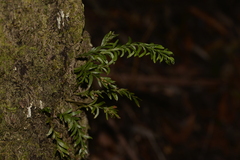 Tmesipteris truncata