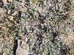 Astragalus kentrophyta tegetarius