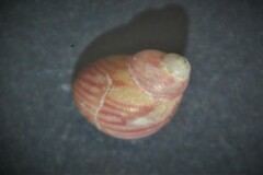Tricolia pullus