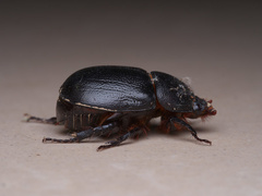 Pentodon bidens punctatus