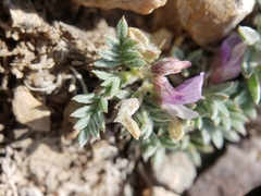 Astragalus kentrophyta tegetarius