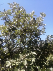 Aria umbellata