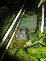 Quasipaa jiulongensis