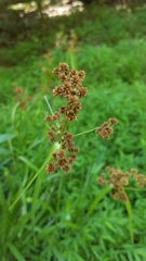 Juncus marginatus
