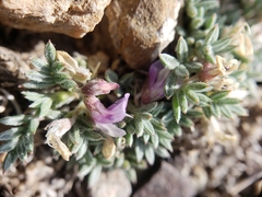 Astragalus kentrophyta tegetarius
