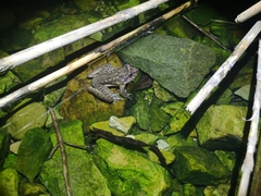 Quasipaa jiulongensis