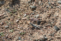 Phrynocephalus versicolor