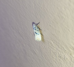 Comocritis cyanobactra