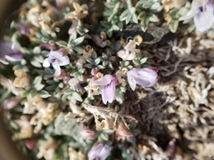 Astragalus kentrophyta tegetarius