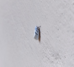 Comocritis cyanobactra