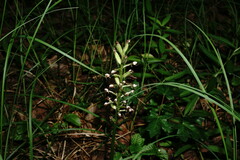 Orchis simia