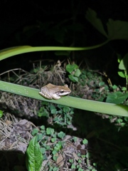 Polypedates braueri
