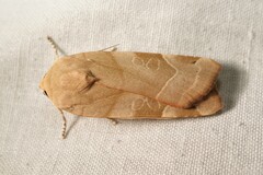 Noctua fimbriata