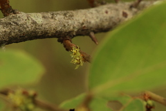 Bridelia ferruginea
